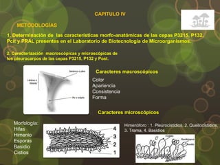 CAPITULO IV
1. Determinación de las características morfo-anatómicas de las cepas P3215, P132,
Pcit y PRAL presentes en el Laboratorio de Biotecnología de Microorganismos.
METODOLOGÍAS
2. Caracterización macroscópicas y microscópicas de
los pleurocarpos de las cepas P3215, P132 y Post.
Caracteres macroscópicos
Color
Apariencia
Consistencia
Forma
Caracteres microscópicos
Morfología:
Hifas
Himenio
Esporas
Basidio
Cistios
Himenóforo : 1. Pleurocistidios, 2. Queilocistidios,
3. Trama, 4. Basidios
 