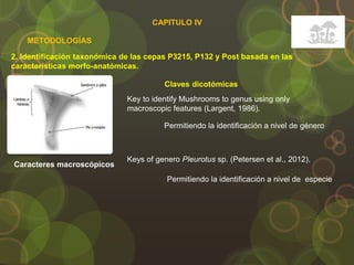 CAPITULO IV
2. Identificación taxonómica de las cepas P3215, P132 y Post basada en las
características morfo-anatómicas.
METODOLOGÍAS
Caracteres macroscópicos
Claves dicotómicas
Key to identify Mushrooms to genus using only
macroscopic features (Largent, 1986).
Keys of genero Pleurotus sp. (Petersen et al., 2012).
Permitiendo la identificación a nivel de género
Permitiendo la identificación a nivel de especie
 