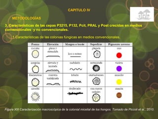 3. Características de las cepas P3215, P132, Pcit, PRAL y Post crecidas en medios
convencionales y no convencionales.
METODOLOGÍAS
1 Características de las colonias fúngicas en medios convencionales.
Figura XIII Caracterización macroscópica de la colonial micelial de los hongos. Tomado de Piccoli et al., 2010.
CAPITULO IV
 