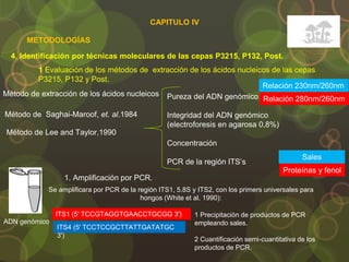 4. Identificación por técnicas moleculares de las cepas P3215, P132, Post.
METODOLOGÍAS
1 Evaluación de los métodos de extracción de los ácidos nucleicos de las cepas
P3215, P132 y Post.
Método de Saghai-Maroof, et. al.1984
Método de Lee and Taylor,1990
Método de extracción de los ácidos nucleicos Pureza del ADN genómico
Integridad del ADN genómico
(electroforesis en agarosa 0,8%)
Concentración
PCR de la región ITS’s
Relación 230nm/260nm
Relación 280nm/260nm
Sales
Proteínas y fenol
1. Amplificación por PCR.
ADN genómico
Se amplificara por PCR de la región ITS1, 5.8S y ITS2, con los primers universales para
hongos (White et al. 1990):
ITS1 (5' TCCGTAGGTGAACCTGCGG 3')
ITS4 (5' TCCTCCGCTTATTGATATGC
3')
1 Precipitación de productos de PCR
empleando sales.
2 Cuantificación semi-cuantitativa de los
productos de PCR.
CAPITULO IV
 