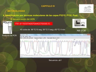 4. Identificación por técnicas moleculares de las cepas P3215, P132, Post.
METODOLOGÍAS
2 Secuenciación del ADN
Producto de PCR
ITS1 (5' TCCGTAGGTGAACCTGCGG 3')
40 ciclos de 96 ºC/10 seg, 58 ºC/ 5 seg y 60 ºC/ 4 min
ABI 3130
Secuencia .ab1
CAPITULO IV
 