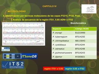 4. Identificación por técnicas moleculares de las cepas P3215, P132, Post.
METODOLOGÍAS
3 Análisis de secuencia de la región ITS1, 5.8S ADNr e ITS2
Bioinformática
Especie Código NCBI
P. eryngii EU233990
P. tuberregium EF514250
P. citrinopileatus AB115043
P. cystidiosus EF514244
P. ostreatus EF514248
P. pulmonariuswere EF514243
P. djamor AY265821
región ITS1 a 5.8S región 5.8S a ITS2
CAPITULO IV
 