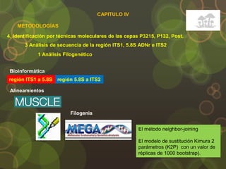 4. Identificación por técnicas moleculares de las cepas P3215, P132, Post.
METODOLOGÍAS
3 Análisis de secuencia de la región ITS1, 5.8S ADNr e ITS2
Bioinformática
región ITS1 a 5.8S región 5.8S a ITS2
1 Análisis Filogenético
Alineamientos
Filogenia
El método neighbor-joining
El modelo de sustitución Kimura 2
parámetros (K2P) con un valor de
réplicas de 1000 bootstrap).
CAPITULO IV
 