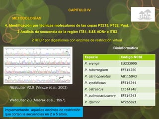 4. Identificación por técnicas moleculares de las cepas P3215, P132, Post.
METODOLOGÍAS
2 RFLP por digestiones con enzimas de restricción virtual
Bioinformática
Especie Código NCBI
P. eryngii EU233990
P. tuberregium EF514250
P. citrinopileatus AB115043
P. cystidiosus EF514244
P. ostreatus EF514248
P. pulmonariuswere EF514243
P. djamor AY265821
NEBcutter V2.0 (Vincze et al., 2003)
Webcutter 2.0 (Maarek et al., 1997).
implementando aquellas enzimas de restricción
que corten la secuencias en 2 a 5 sitios.
3 Análisis de secuencia de la región ITS1, 5.8S ADNr e ITS2
CAPITULO IV
 