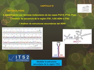 4. Identificación por técnicas moleculares de las cepas P3215, P132, Post.
METODOLOGÍAS
3 Análisis de estructuras secundarias del ADNr
3 Análisis de secuencia de la región ITS1, 5.8S ADNr e ITS2
Modelar la estructura
secundaria de la región ITS2
CAPITULO IV
 
