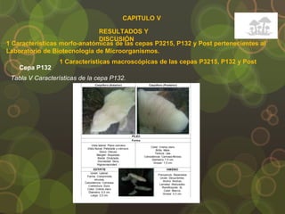 CAPITULO V
RESULTADOS Y
DISCUSIÓN
1 Características morfo-anatómicas de las cepas P3215, P132 y Post pertenecientes al
Laboratorio de Biotecnología de Microorganismos.
Cepa P132
Tabla V Características de la cepa P132.
1 Características macroscópicas de las cepas P3215, P132 y Post
 