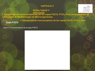CAPITULO V
RESULTADOS Y
DISCUSIÓN
1 Características morfo-anatómicas de las cepas P3215, P132 y Post pertenecientes al
Laboratorio de Biotecnología de Microorganismos.
Cepa P3215
Tabla VI Características de la cepa P3215.
1 Características macroscópicas de las cepas P3215, P132 y Post
 
