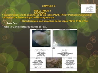 CAPITULO V
RESULTADOS Y
DISCUSIÓN
1 Características morfo-anatómicas de las cepas P3215, P132 y Post pertenecientes al
Laboratorio de Biotecnología de Microorganismos.
Cepa Post
Tabla VII Características de la cepa de Post.
1 Características macroscópicas de las cepas P3215, P132 y Post
 