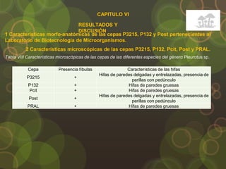 CAPITULO VI
2 Características microscópicas de las cepas P3215, P132, Pcit, Post y PRAL.
RESULTADOS Y
DISCUSIÓN
1 Características morfo-anatómicas de las cepas P3215, P132 y Post pertenecientes al
Laboratorio de Biotecnología de Microorganismos.
Cepa Presencia fíbulas Características de las hifas
P3215 +
Hifas de paredes delgadas y entrelazadas, presencia de
perillas con pedúnculo
P132 + Hifas de paredes gruesas
Pcit + Hifas de paredes gruesas
Post +
Hifas de paredes delgadas y entrelazadas, presencia de
perillas con pedúnculo
PRAL + Hifas de paredes gruesas
Tabla VIII Características microscópicas de las cepas de las diferentes especies del género Pleurotus sp.
 
