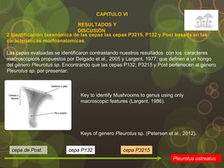 CAPITULO VI
2 Identificación taxonómica de las cepas las cepas P3215, P132 y Post basada en las
características morfoanatomicas.
RESULTADOS Y
DISCUSIÓN
Las cepas evaluadas se identificaron contrastando nuestros resultados con los caracteres
macroscópicos propuestos por Delgado et al., 2005 y Largent, 1977, que definen a un hongo
del género Pleurotus sp. Encontrando que las cepas P132, P3215 y Post pertenecen al género
Pleurotus sp. por presentar:
Key to identify Mushrooms to genus using only
macroscopic features (Largent, 1986).
Keys of genero Pleurotus sp. (Petersen et al., 2012).
cepa de Post. cepa P132 cepa P3215
Pleurotus ostreatus
 