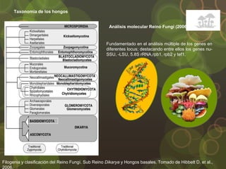 Taxonomía de los hongos
Filogenia y clasificación del Reino Fungí. Sub Reino Dikarya y Hongos basales. Tomado de Hibbett D. et al.,
2006.
Análisis molecular Reino Fungí (2006)
Fundamentado en el análisis múltiple de los genes en
diferentes locus; destacando entre ellos los genes nu-
SSU, -LSU, 5.8S rRNA,rpb1, rpb2 y tef1,
 
