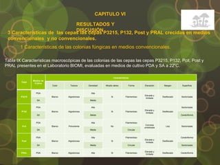 CAPITULO VI
3 Características de las cepas las cepas P3215, P132, Post y PRAL crecidas en medios
convencionales y no convencionales.
RESULTADOS Y
DISCUSIÓN
1 Características de las colonias fúngicas en medios convencionales.
Cepa
Medios de
Cultivo
Características
Color Textura Densidad Micelio aéreo Forma Elevación Margen Superficie
P3215
PDA
Blanco Algodonosa
Alta
Si Filamentoso
Elevada y
limitada
Desflecado Sectorizada
SA Media
P132
PDA
Blanco Algodonosa
Alta
Si Filamentoso
Elevada y
limitada
Desflecado
Sectorizada
SA Media Cerebriforme
Pcit
PDA
Blanco Polvorienta
Alta
No
Filamentoso
Convexa
umbilicada
Liso Sectorizada
SA Media Circular
Post
PDA
Blanco Algodonosa
Alta
Si
Filamentoso
Elevada y
limitada
Desflecado
Cerebriforme
SA Media Circular Sectorizada
PRAL PDA Blanco Algodonosa Alta Si Filamentoso
Elevada y
limitada
Desflecado Cerebriforme
Tabla IX Características macroscópicas de las colonias de las cepas las cepas P3215, P132, Pcit, Post y
PRAL presentes en el Laboratorio BIOMI, evaluadas en medios de cultivo PDA y SA a 22°C.
 