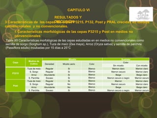 CAPITULO VI
RESULTADOS Y
DISCUSIÓN
4 Características morfológicas de las cepas P3215 y Post en medios no
convencionales
3 Características de las cepas las cepas P3215, P132, Post y PRAL crecidas en medios
convencionales y no convencionales.
Cepa
Medios de
Cultivo
Micelio Sustrato
Densidad Micelio aerio Color
Color
Sin micelio Con micelio
P3215
Tuza de maíz Regular Si Blanco Marron claro Marron claro
S. Sorgo Regular Si Blanco Marron oscuro Marron claro
Arroz Abundante Si Blanco Beige Beige claro
S. Parchita Escaso Si Blanco Marron oscuro o negro Marron oscuro
Post
Tuza de maíz Regular Si Blanco Marron Marron claro
S. Sorgo Regular No Blanco Marron oscuro Marron claro
Arroz Abundante No Blanco Beige Beige claro
S. Parchita Escaso Si Blanco Marron oscuro o negro Marron oscuro
Tabla XII Características morfológicas de las cepas estudiadas en en medios no convencionales como
semilla de sorgo (Sorghum sp.), Tuza de maíz (Zea mays), Arroz (Oryza sativa) y semilla de parchita
(Passiflora edulis) incubadas por 15 días a 25°C
 
