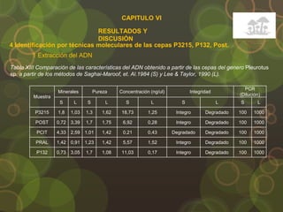 CAPITULO VI
RESULTADOS Y
DISCUSIÓN
4 Identificación por técnicas moleculares de las cepas P3215, P132, Post.
1 Extracción del ADN
Muestra
Minerales Pureza Concentración (ng/ul) Integridad
PCR
(Dilución)
S L S L S L S L S L
P3215 1,8 1,03 1,3 1,62 18,73 1,25 Integro Degradado 100 1000
POST 0,72 3,39 1,7 1,75 6,92 0,28 Integro Degradado 100 1000
PCIT 4,33 2,59 1,01 1,42 0,21 0,43 Degradado Degradado 100 1000
PRAL 1,42 0,91 1,23 1,42 5,57 1,52 Integro Degradado 100 1000
P132 0,73 3,05 1,7 1,08 11,03 0,17 Integro Degradado 100 1000
Tabla XIII Comparación de las características del ADN obtenido a partir de las cepas del genero Pleurotus
sp. a partir de los métodos de Saghai-Maroof, et. Al.1984 (S) y Lee & Taylor, 1990 (L).
 