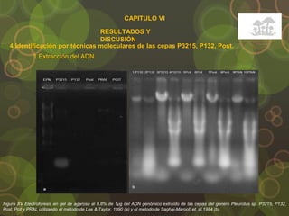 CAPITULO VI
RESULTADOS Y
DISCUSIÓN
4 Identificación por técnicas moleculares de las cepas P3215, P132, Post.
1 Extracción del ADN
Figura XV Electroforesis en gel de agarosa al 0,8% de 1μg del ADN genómico extraído de las cepas del genero Pleurotus sp. P3215, P132,
Post, Pcit y PRAL utilizando el método de Lee & Taylor, 1990 (a) y el método de Saghai-Maroof, et. al.1984 (b).
 