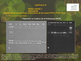 CAPITULO VI
RESULTADOS Y
DISCUSIÓN
4 Identificación por técnicas moleculares de las cepas P3215, P132, Post.
1 Extracción del ADN
1 Reacción en Cadena de la Polimerasa (PCR)
Figura XVI Análisis electroforético de los productos de PCR de la región ITS1, 5.8S y ITS2 amplificados con los primer’s ITS1 y ITS4 a partir
del ADN genómicos de las cepas del genero Pleurotus sp. como P3215, P132, Post, PRAL y PCIT extraídos por el método de Lee &
Taylor, 1990 diluida a un FD de 5000 (a) y el método de Saghai-Maroof, et. al.1984 a un FD de 200(b). (EPM) Escalera de peso molecular 1
Kb plus DNA ladder (+) Control positivo y (-) al control negativo.
 