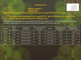 CAPITULO VI
RESULTADOS Y
DISCUSIÓN
4 Identificación por técnicas moleculares de las cepas P3215, P132, Post.
2 Análisis de la secuencia de la región ITS 1, gen 5.8 S ANDr y la región ITS2
dentro de las cepas del genero Pleurotus sp.
Muestras
Tipo de
ADN
templado
Método de
Purificación
Tamaño del ADN
templado
Primer
Temperatura de
Annealing (°C)
Concentración
de ADN (ng/µl)
P3215 PCR Método Alcalino 560 ITS1 (FW) 55°C 100
Post PCR Método Alcalino 710 ITS1 (FW) 55°C 100
Pcit PCR Método Alcalino 690 ITS1 (FW) 55°C 50
PRAL PCR Método Alcalino 720 ITS1 (FW) 55°C 25
P132 PCR Método Alcalino 730 ITS1 (FW) 55°C 200
Tabla XIV Concentraciones de los productos de PCR de la región ITS1, 5.8S e ITS2 (PCR) de cada cepa
enviado a secuenciar a la a la Unidad de Estudios Genéticos y Forenses del IVIC.
 