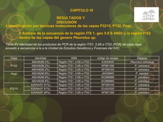 CAPITULO VI
RESULTADOS Y
DISCUSIÓN
4 Identificación por técnicas moleculares de las cepas P3215, P132, Post.
2 Análisis de la secuencia de la región ITS 1, gen 5.8 S ANDr y la región ITS2
dentro de las cepas del genero Pleurotus sp.
Cepa Identidad ADN código de acceso Especie
P132
490/49(98.2%) Región ITS1, 5.8S e ITS2 KJ020935 Pleurotus ostreatus
490/49(98.2%) Región ITS1, 5.8S e ITS2 KF681359 P. ostreatus
490/49(98.2%) Región ITS1, 5.8S e ITS2 KF309193 P. ostreatus
Post 492/49(98.8%) Región ITS1, 5.8S e ITS2 JX429940 P. sapidus
492/49(98.8%) Región ITS1, 5.8S e ITS2 KC686866 P. ostreatus
492/49(98.8%) Región ITS1, 5.8S e ITS2 KC686865 P. ostreatus
P3215
626/64(97.81%) Región ITS1, 5.8S e ITS2 KF309193 P. ostreatus
626/64(97.81%) Región ITS1, 5.8S e ITS2 EU424300 P. ostreatus
625/64(97.66%) Región ITS1, 5.8S e ITS2 KF681359 P. ostreatus
Tabla XV Identidad de los productos de PCR de la región ITS1, 5.8S e ITS2 (PCR) de cada cepa
enviado a secuenciar a la a la Unidad de Estudios Genéticos y Forenses del IVIC.
 