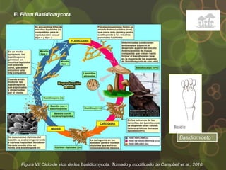 El Filum Basidiomycota.
Figura VII Ciclo de vida de los Basidiomycota. Tomado y modificado de Campbell et al., 2010.
Basidiomiceto
 