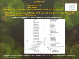 CAPITULO VI
RESULTADOS Y
DISCUSIÓN
4 Identificación por técnicas moleculares de las cepas P3215, P132, Post.
2 Análisis de la secuencia de la región ITS 1, gen 5.8 S ANDr y la región ITS2 dentro
de las cepas del genero Pleurotus sp.
2 Análisis Filogenético de las cepas del genero Pleurotus sp.
a) (b)
Figura XVIII Clados de los arboles filogenéticos de las regiones ITS1 y 5.8S (a) e ITS2 (b) construidos por el método NJ-
K2P- 1000 Bootstrap.
 