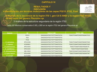 CAPITULO VI
RESULTADOS Y
DISCUSIÓN
4 Identificación por técnicas moleculares de las cepas P3215, P132, Post.
2 Análisis de la secuencia de la región ITS 1, gen 5.8 S ANDr y la región ITS2 dentro
de las cepas del genero Pleurotus sp.
3 Análisis de la estructura segundaria de la región ITS2
Especie ID Motivo 5.8S Motivo 28S
P. ostreatus
P3215 GAGGGGCATGCCTGTTTGAGTGTCA TGACCTCAAATCGGGTAGGACTCCC
Post GAGGGGCATGCCTGTTTGAGTGTCA -
P132 GAGGGGCATGCCTGTTTGAGTGTCA -
EF514248 GAGGGGCATGCCTGTTTGAGTGTCA TGACCTCAAATCAGGTAGGACTACC
P. djamor AY265821 GAAGGGCATGCCTGTTTGAGTGTCA TGACCTCAAATCAGGTAGGACTACC
P. pulmonarius EF514243 GAGGGGCATGCCTGTTTGAGTGTCA TGACCTCAAATCAGGTAGGACTA
P. cystidiosus EF514244 GAGGGGCATGCCTGTTTGAGTGTCA TGACCTCAAATCAGGTAGGA
P. citrinopileatus AB115043 GAGGGGCATGCCTGTTTGAGTGTCA TGACCGCAAATCAGGTAGGACTACC
P. tuberregium EF514250 GAGGGGCATGCCTGTTTGAGTGTCA TGACCTCAAATCAGGTAGGACTAC
P. eryngii EU233990 GAGGGGCATGCCTGTTTGAGTGTCA -
Tabla XX Motivos conservados 5.8S y 28S en la región ITS2 del genero Pleurotus sp.
 