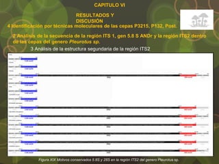 CAPITULO VI
RESULTADOS Y
DISCUSIÓN
4 Identificación por técnicas moleculares de las cepas P3215, P132, Post.
2 Análisis de la secuencia de la región ITS 1, gen 5.8 S ANDr y la región ITS2 dentro
de las cepas del genero Pleurotus sp.
3 Análisis de la estructura segundaria de la región ITS2
Figura XIX Motivos conservados 5.8S y 28S en la región ITS2 del genero Pleurotus sp.
 
