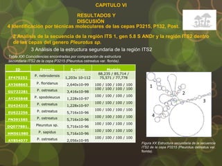 CAPITULO VI
RESULTADOS Y
DISCUSIÓN
4 Identificación por técnicas moleculares de las cepas P3215, P132, Post.
2 Análisis de la secuencia de la región ITS 1, gen 5.8 S ANDr y la región ITS2 dentro
de las cepas del genero Pleurotus sp.
3 Análisis de la estructura segundaria de la región ITS2
ID Especie E-value Modelo
EF470252
P. nebrodensis
1,203x 10-112
88,235 / 85,714 /
75,571 / 77,778
AY368663 P. floridanus 2,640x10-99 100 / 100 / 100 / 100
GU722281 P. ostreatus 3,416x10-98
100 / 100 / 100 / 100
AY265848 P. spodoleucus 1,228x10-97
100 / 100 / 100 / 100
EU424310 P. ostreatus 1,228x10-97
100 / 100 / 100 / 100
EU622256 P. ostreatus 5,716x10-96
100 / 100 / 100 / 100
FN391585 P. ostreatus 5,716x10-96
100 / 100 / 100 / 100
DQ077881. Pleurotus sp. 5,716x10-96
100 / 100 / 100 / 100
HM561980 P. sapidus 5,716x10-96
100 / 100 / 100 / 100
AY854077 P. ostreatus 2,056x10-95
100 / 100 / 100 / 100
Tabla XXI Coincidencias encontradas por comparación de estructura
secundaria ITS2 de la cepa P3215 (Pleurotus ostreatus var. florida).
Figura XX Estructura secundaria de la secuencia
ITS2 de la cepa P3215 (Pleurotus ostreatus var.
florida).
 