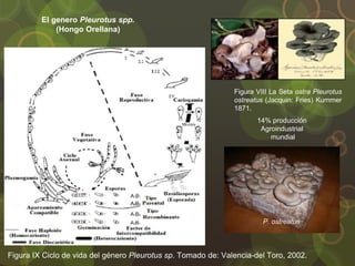 El genero Pleurotus spp.
(Hongo Orellana)
Figura VIII La Seta ostra Pleurotus
ostreatus (Jacquin: Fries) Kummer
1871.
Figura IX Ciclo de vida del género Pleurotus sp. Tomado de: Valencia-del Toro, 2002.
P. ostreatus
14% producción
Agroindustrial
mundial
 