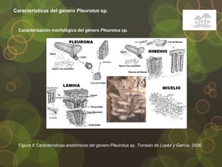 Características del genero Pleurotus sp.
Figura X Características anatómicas del genero Pleurotus sp. Tomado de Lopéz y García, 2006.
Caracterización morfológica del género Pleurotus sp.
 