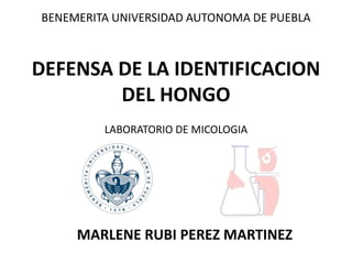 DEFENSA DE LA IDENTIFICACION
DEL HONGO
MARLENE RUBI PEREZ MARTINEZ
BENEMERITA UNIVERSIDAD AUTONOMA DE PUEBLA
LABORATORIO DE MICOLOGIA
 