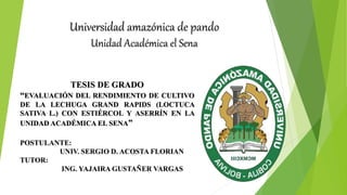 Universidad amazónica de pando
Unidad Académica el Sena
POSTULANTE:
UNIV. SERGIO D. ACOSTA FLORIAN
TUTOR:
ING. YAJAIRA GUSTAÑER VARGAS
TESIS DE GRADO
“EVALUACIÓN DEL RENDIMIENTO DE CULTIVO
DE LA LECHUGA GRAND RAPIDS (LOCTUCA
SATIVA L.) CON ESTIÉRCOL Y ASERRÍN EN LA
UNIDAD ACADÉMICA EL SENA”
 