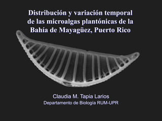 Distribución y variación temporal
de las microalgas plantónicas de la
Bahía de Mayagüez, Puerto Rico
Claudia M. Tapia Larios
Departamento de Biología RUM-UPR
 