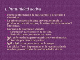 Humoral (formación de anticuerpos) y de células T citotóxicas.La primera exposición ante un virus, estimula la producción de anticuerpos y la activación de las células T citotóxicas.Duración de protección variada:Sarampión y parotiditis son de por vida.Resfriado común, solamente por meses.IgA: enfermedades gastrointestinales y respiratorias. Protección por menos de 5 años.IgM e IgG: virus que entran por la sangre.Las células T son importantes en la recuperación de muchas, pero no todas, las enfermedades víricas.1. Inmunidad activa