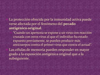 La protección ofrecida por la inmunidad activa puede verse afectada por el fenómeno del pecado antigénico original.“Cuando un apersona se expone a un virus con reacción cruzada con otros virus al que el individuo ha estado expuesto previamente, se pueden producir más anticuerpos contra el primer virus que contra el actual”.Las células de memoria pueden responder en mayor grado a la exposición antigénica original que a la subsiguiente.