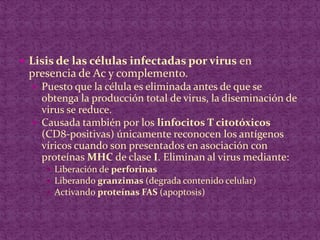 Lisis de las células infectadas por virus en presencia de Ac y complemento.Puesto que la célula es eliminada antes de que se obtenga la producción total de virus, la diseminación de virus se reduce.Causada también por los linfocitos T citotóxicos(CD8-positivas) únicamente reconocen los antígenos víricos cuando son presentados en asociación con proteínas MHC de clase I. Eliminan al virus mediante:Liberación de perforinasLiberando granzimas (degrada contenido celular)Activando proteínas FAS (apoptosis)