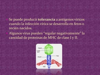 Se puede producir tolerancia a antígenos víricos cuando la infección vírica se desarrolla en fetos o recién nacidos.Algunos virus pueden “regular negativamente” la cantidad de proteínas de MHC de clase I y II.
