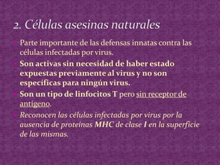 Parte importante de las defensas innatas contra las células infectadas por virus.Son activas sin necesidad de haber estado expuestas previamente al virus y no son específicas para ningún virus.Son un tipo de linfocitos T pero sin receptor de antígeno.Reconocen las células infectadas por virus por la ausencia de proteínas MHC de clase I en la superficie de las mismas.2. Células asesinas naturales