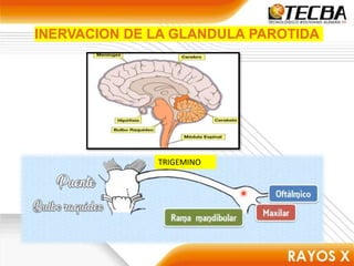INERVACION DE LA GLANDULA PAROTIDA
TRIGEMINO
 