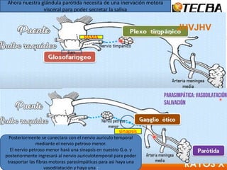 JHVJHV
9 prc
Ahora nuestra glándula parótida necesita de una inervación motora
visceral para poder secretar la saliva
sinapsis
RAMA
Posteriormente se conectara con el nervio auriculo temporal
mediante el nervio petroso menor.
El nervio petroso menor hará una sinapsis en nuestro G.o. y
posteriormente ingresará al nervio auriculotemporal para poder
trasportar las fibras motoras parasimpáticas para asi haya una
vasodilatación y haya una :
 