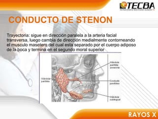 CONDUCTO DE STENON
Trayectoria: sigue en dirección paralela a la arteria facial
transversa, luego cambia de dirección medialmente contorneando
el musculo masetero del cual esta separado por el cuerpo adiposo
de la boca y termina en el segundo moral superior
 