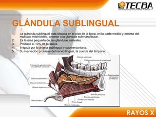 GLÁNDULA SUBLINGUAL
1. La glándula sublingual esta situada en el piso de la boca, en la parte medial y encima del
musculo milohioideo, anterior a la glándula submandibular.
2. Es la mas pequeña de las glándulas salivales.
3. Produce el 10% de la saliva.
4. Irrigada por la arteria sublingual y submentoniana.
5. Su inervación proviene del nervio lingual, la cuerda del tímpano.
 