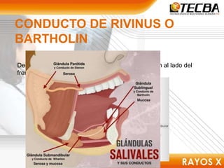 CONDUCTO DE RIVINUS O
BARTHOLIN
Desemboca a ambos lados del conducto de warthon al lado del
frenillo lingual.
 
