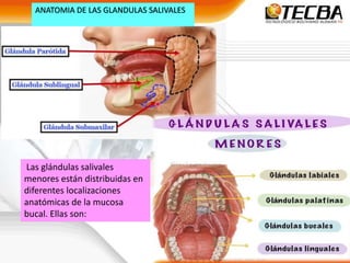 CBBA-08-06-22
ANATOMIA DE LAS GLANDULAS SALIVALES
Las glándulas salivales
menores están distribuidas en
diferentes localizaciones
anatómicas de la mucosa
bucal. Ellas son:
 