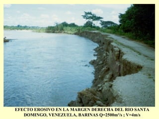 EFECTO EROSIVO EN LA MARGEN DERECHA DEL RIO SANTA
DOMINGO, VENEZUELA, BARINAS Q=2500m³/s ; V=4m/s
 