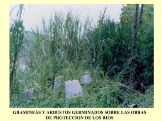 GRAMINEAS Y ARBUSTOS GERMINADOS SOBRE LAS OBRAS
DE PROTECCION DE LOS RIOS
 