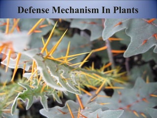 Defense Mechanism In Plants

 