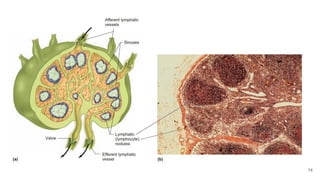 Defense mechanism of the body and the Lympathic system | PDF