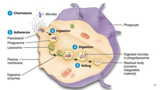 Defense mechanism of the body and the Lympathic system | PDF