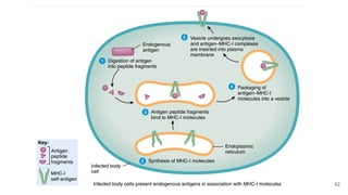 Defense mechanism of the body and the Lympathic system | PDF