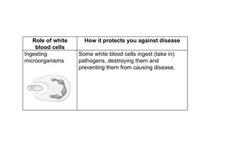 Role of white blood cells How it protects you against disease Ingesting microorganisms Some white blood cells ingest (take in) pathogens, destroying them and preventing them from causing disease. 